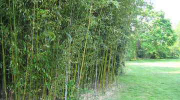 How to Create Your Own Bamboo Hedge