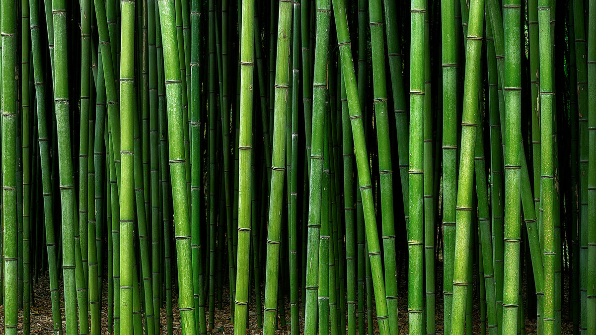 Bamboo Plant Care Bundles Bamboo Plants Online