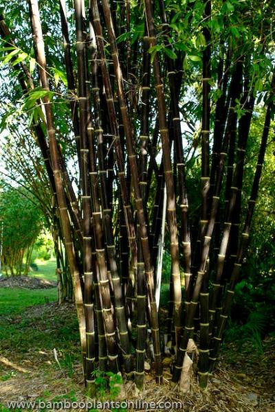 Black Bamboo – Bamboo Plants Online