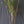 Load image into Gallery viewer, Ying Yang Yellow Stripe Bamboo Bambusa emeiensis &#39;Flavidovirens&#39;
