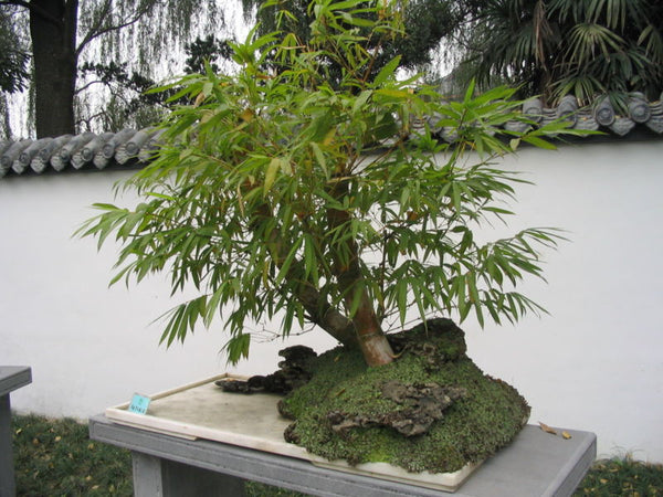 Giant Buddha's Belly Bamboo- Bambusa Ventricosa Clumping Bamboo