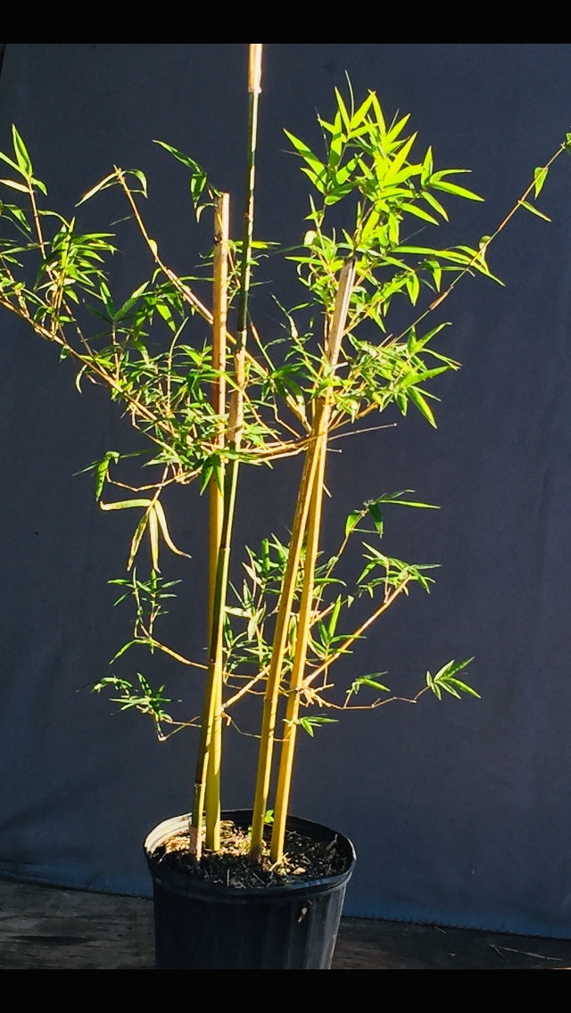 Buy Graceful Bamboo (Bambusa textilis 'Gracilis'), FREE SHIPPING, Wilson  Bros Gardens