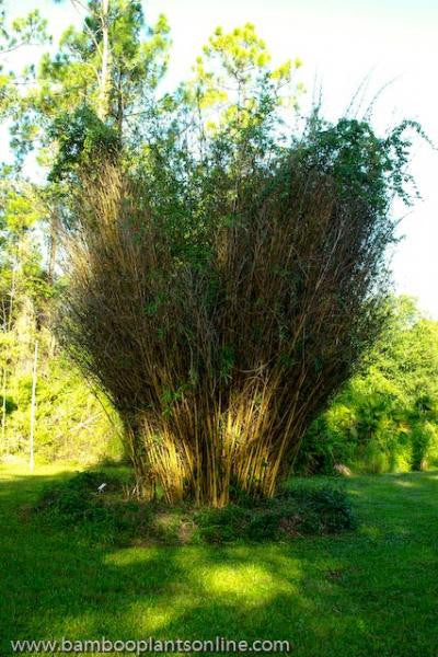 Alphonse Karr Yellow Clumping Hedge Bamboo  Bambusa Multiplex 3 gallon size