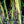 Load image into Gallery viewer, Alphonse Karr Yellow Clumping Hedge Bamboo  Bambusa Multiplex 3 gallon size
