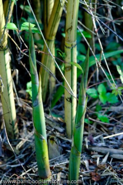 Alphonse Karr Yellow Clumping Hedge Bamboo  Bambusa Multiplex 3 gallon size