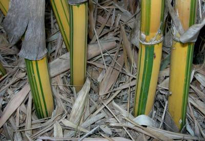 Alphonse Karr Yellow Clumping Hedge Bamboo  Bambusa Multiplex 3 gallon size