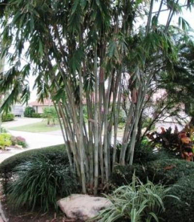 Angel Mist Blue Ghost Bamboo Dendrocalamus Minor Amoenus