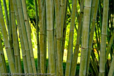 Angel Mist Blue Ghost Bamboo Dendrocalamus Minor Amoenus
