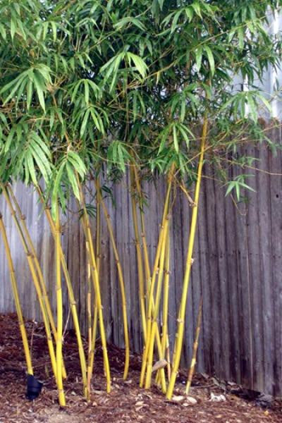 Asian Lemon Medium Sized Yellow Clumping Bamboo