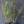 Load image into Gallery viewer, 2 For 1 Sale: &quot;Alphonse Karr&quot; Clumping Hedge Bamboo Bambusa Multiplex. Buy One Get One FREE
