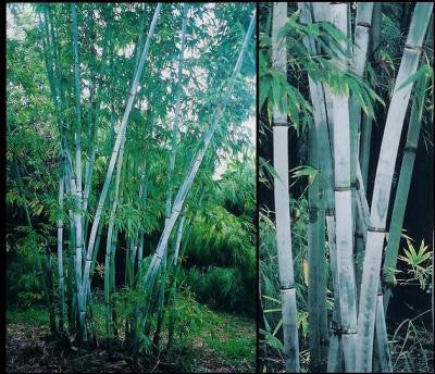 Tropical Blue Bamboo Chungii Clumping Blue Bamboo