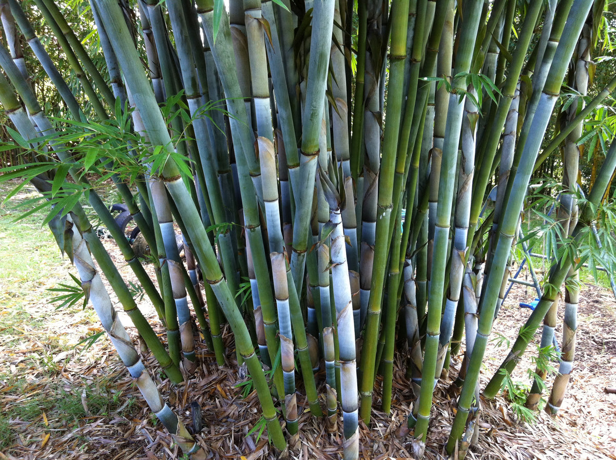 Tropical Blue Bamboo - Bambusa Chungii – Bamboo Plants Online