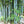 Load image into Gallery viewer, Tropical Blue Bamboo Chungii Clumping Blue Bamboo
