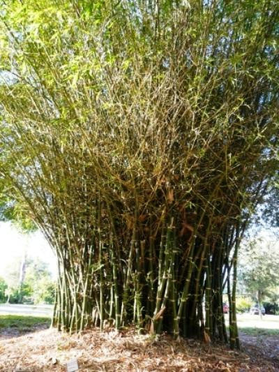 Giant Buddha's Belly Bamboo- Bambusa Ventricosa Clumping Bamboo