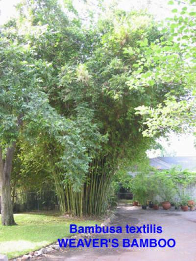 Graceful Bamboo- Bambusa Textilis Gracilis Clumping Hedge Bamboo