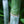 Load image into Gallery viewer, Tropical Blue Bamboo Chungii Clumping Blue Bamboo
