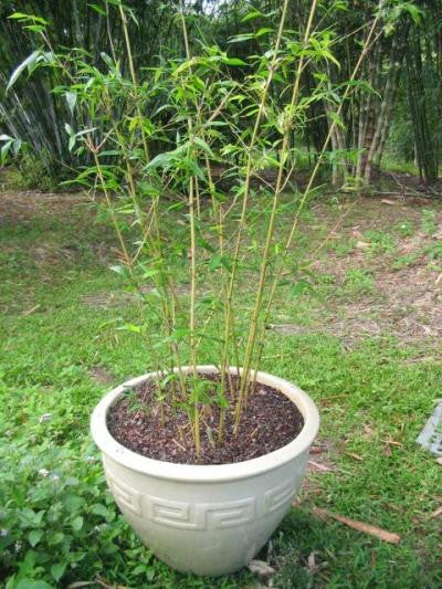 Yellow Buddha Belly Bamboo | Bambusa Ventricosa Kimmei