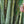 Load image into Gallery viewer, Angel Mist Blue Ghost Bamboo Dendrocalamus Minor Amoenus
