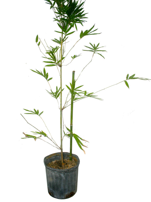 Tropical Blue Bamboo Chungii Clumping Blue Bamboo