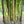 Load image into Gallery viewer, Ying Yang Yellow Stripe Bamboo Bambusa emeiensis &#39;Flavidovirens&#39;
