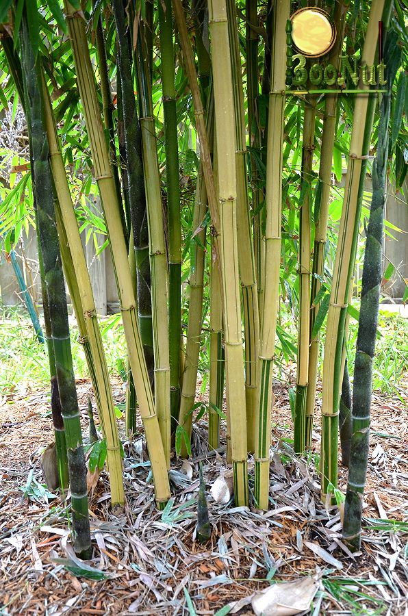 Ying Yang Yellow Stripe Bamboo Bambusa emeiensis 'Flavidovirens'