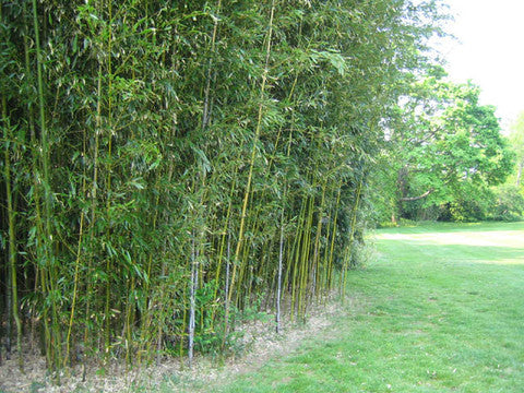 How to Create Your Own Bamboo Hedge