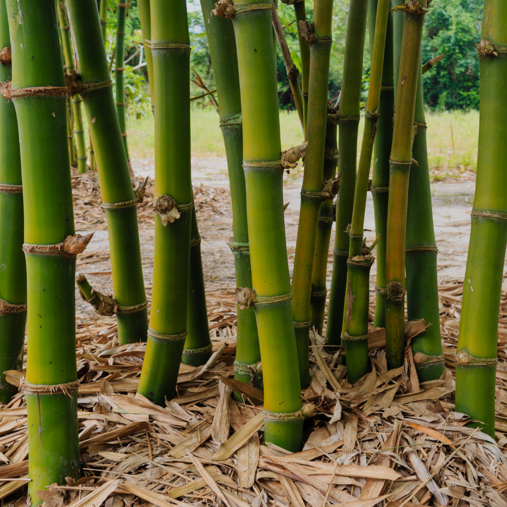 Whats the Difference Between Clumping and Running Bamboo