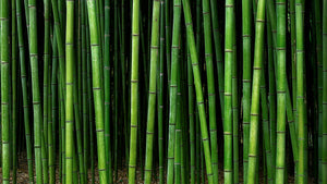 Bamboo Plant Care Bundles