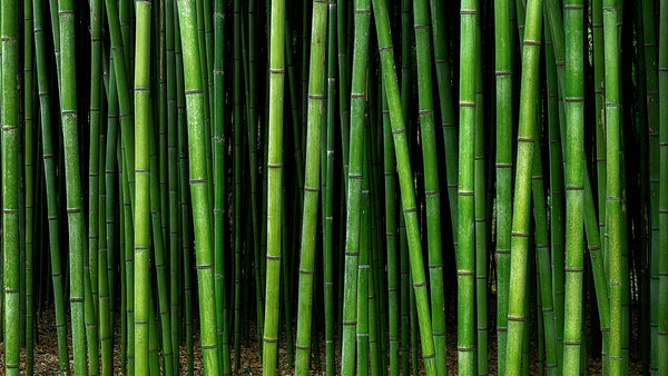 Bamboo Plant Care Bundles