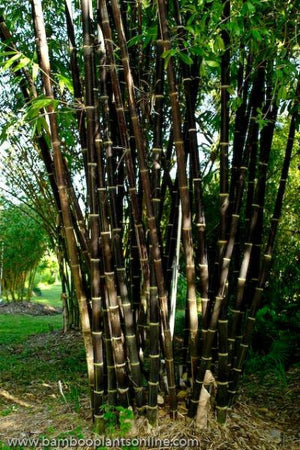 Black Bamboo