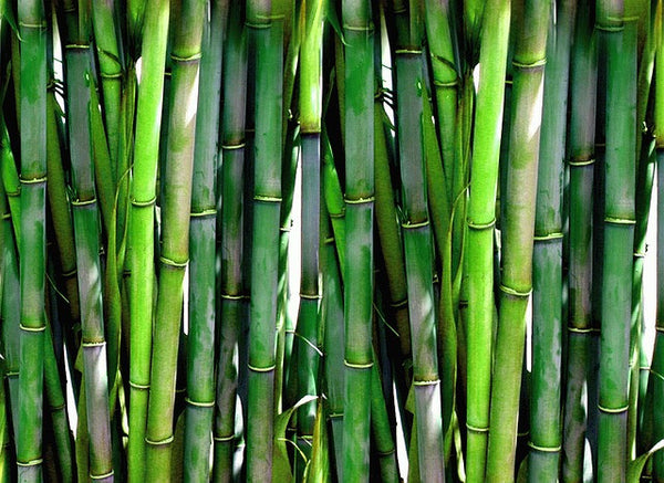 Green Bamboo