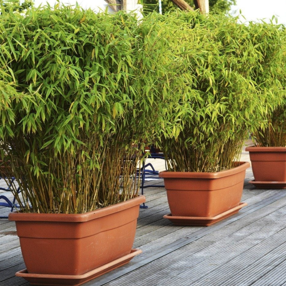 Bamboo for Pots & Containers