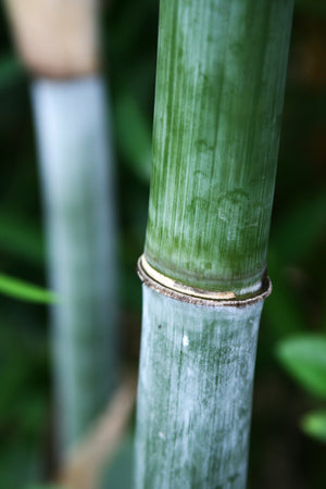 Blue Bamboo