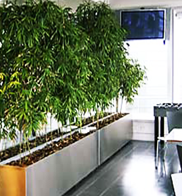 Bamboo in pots deals