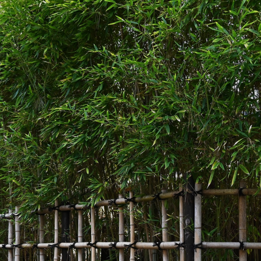 Landscape & Privacy Bamboo