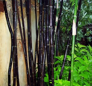 Landscape & Privacy Bamboo