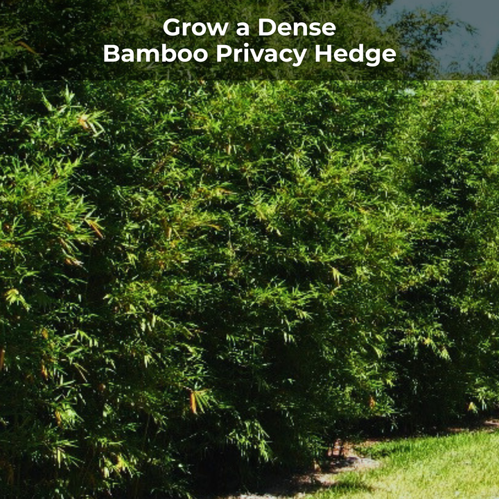 Bamboo Special 13-5-11 High Nitrogen Slow Release Fertilizer