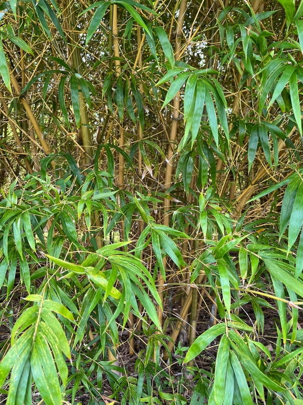 Yellow Buddha Belly Bamboo | Bambusa Ventricosa Kimmei