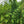 Yellow Buddha Belly Bamboo | Bambusa Ventricosa Kimmei