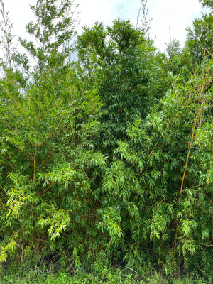 Yellow Buddha Belly Bamboo | Bambusa Ventricosa Kimmei