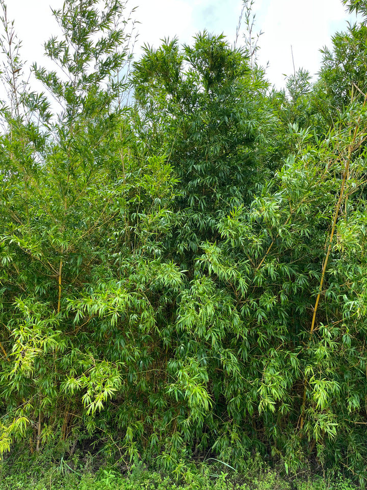Yellow Buddha Belly Bamboo | Bambusa Ventricosa Kimmei