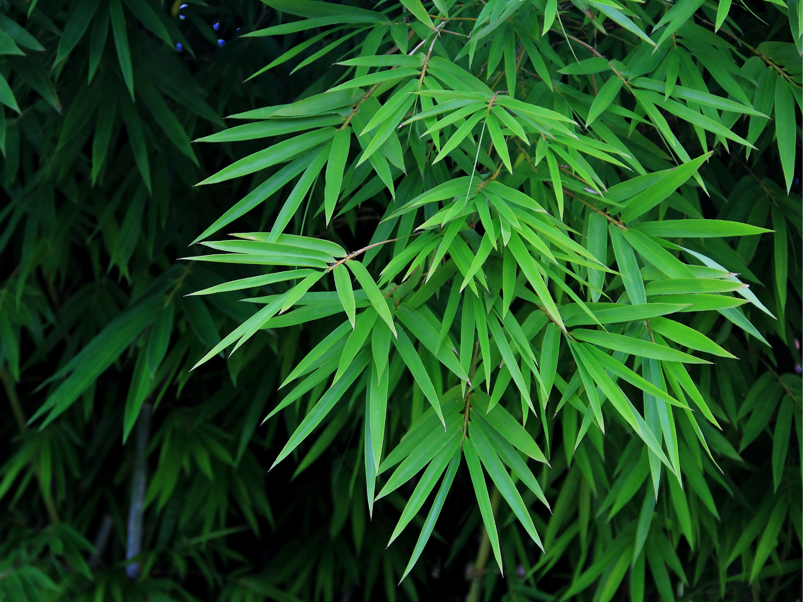 Emerald Bamboo- Bambusa Textilis Mutabulis Clumping Hedge Bamboo