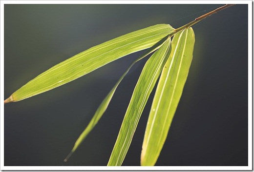 Yellow Buddha Belly Bamboo | Bambusa Ventricosa Kimmei