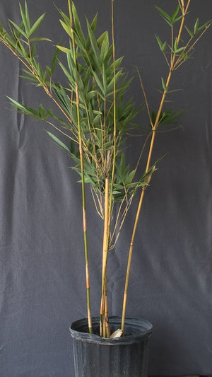 Ying Yang Yellow Stripe Bamboo Bambusa emeiensis 'Flavidovirens'