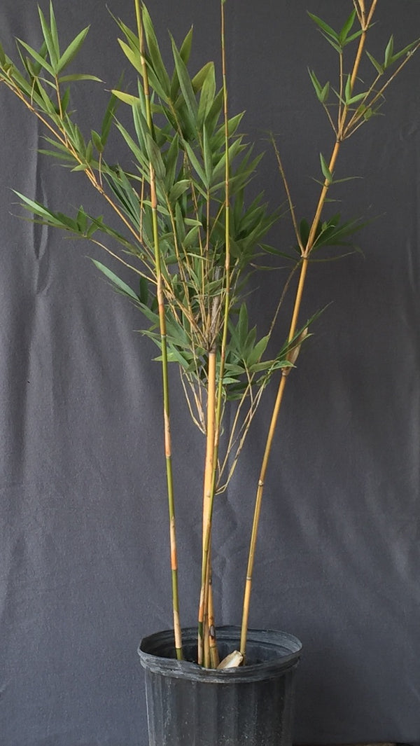 Ying Yang Yellow Stripe Bamboo Bambusa emeiensis 'Flavidovirens'