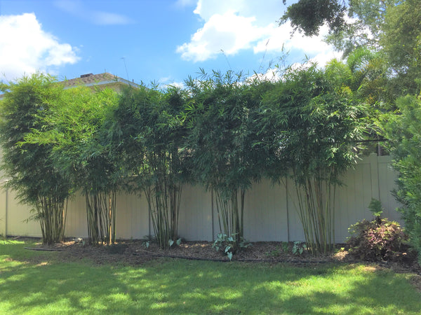 Graceful Bamboo- Bambusa Textilis Gracilis Clumping Hedge Bamboo