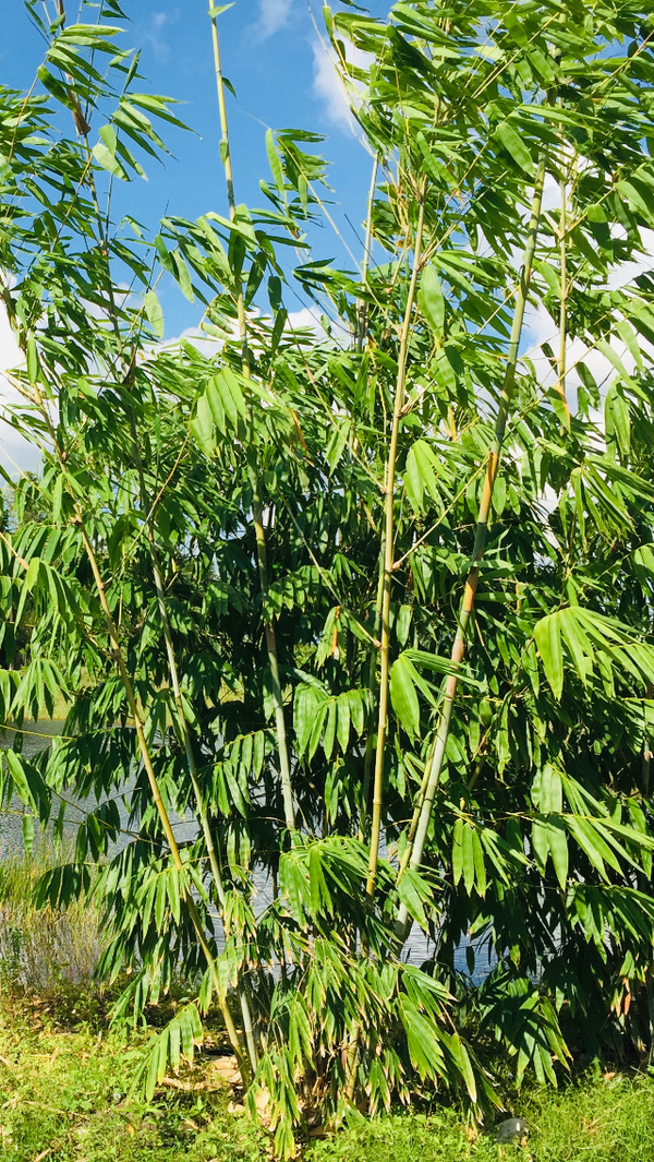 Angel Mist Blue Ghost Bamboo Dendrocalamus Minor Amoenus