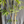 Load image into Gallery viewer, Angel Mist Blue Ghost Bamboo Dendrocalamus Minor Amoenus
