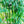 Load image into Gallery viewer, Emerald Bamboo- Bambusa Textilis Mutabulis Clumping Hedge Bamboo
