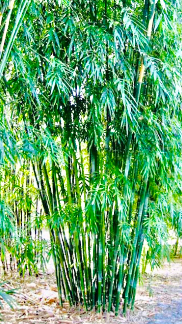 Emerald Bamboo- Bambusa Textilis Mutabulis Clumping Hedge Bamboo